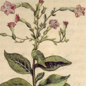 Our ancient enemy . . . The flowers of the tobacco plant, by Leonhart Fuchs (1501-1566), a German professor of medicine.