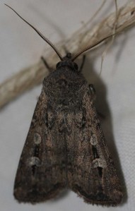 Bogong moth.