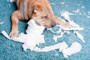 sharpei-toilet-paper-1