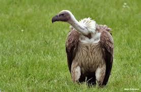 And then there were none.