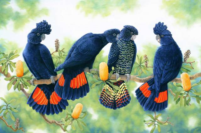 Red-Tailed-Black-Cockatoos-painting