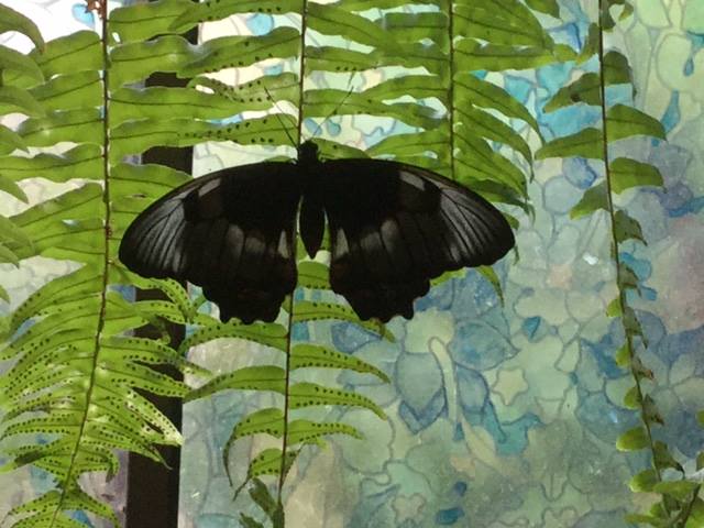 10671469_10206418132312381_5125567339451082931_n