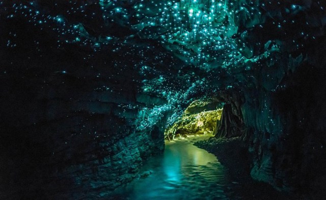 waitomo-glowworm-caves-11