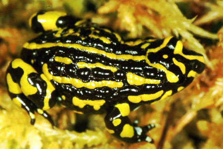 0503-jb-frog-pseudophryne_pengilleyi-216